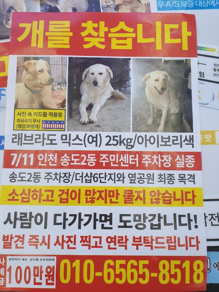 강아지를 찾습니다(사례금100만원)