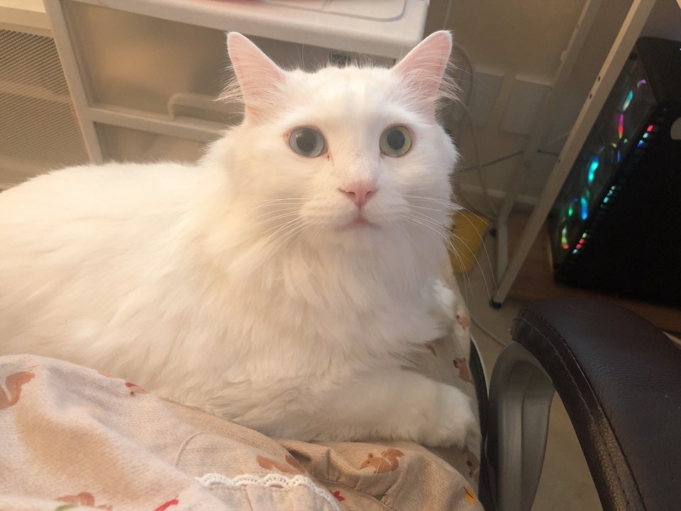 고양이를 찾습니다. 고양이 5살 터키쉬 앙고라 남아